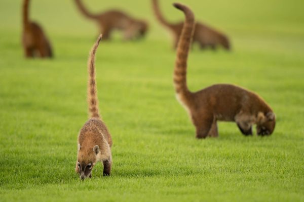 coatis eat grass at el camaleon golf course in mayakoba